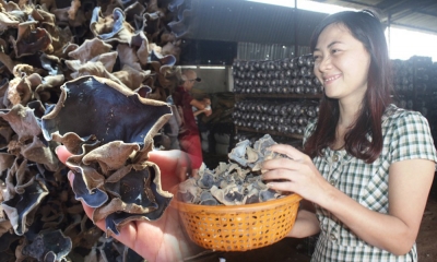 Bỏ nghề bán rau, 8x Gia Lai đổi đời thành 'triệu phú' thu lời nửa tỷ nhờ trồng nấm