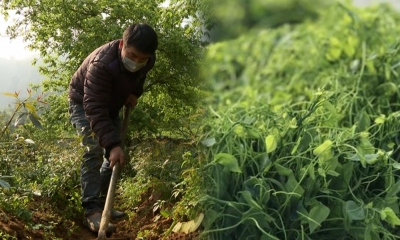 Trồng cây rau sâm đặc sản, nông dân Lào Cai thu hoạch mỏi tay, kiếm lời 2 triệu/tuần