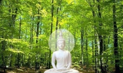 Phật dạy: Trồng cây xanh để có bóng mát, đem lại cuộc sống thanh bình, thịnh lạc cho muôn loài