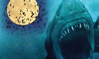 'Hiệu ứng trăng tròn' có phải là 'thế lực' đứng sau việc cá mập điên cuồng săn mồi?
