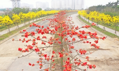 Cung đường phủ đầy hoa gạo, hoa phong linh đẹp như 'tiên cảnh' giữa lòng Hà Nội
