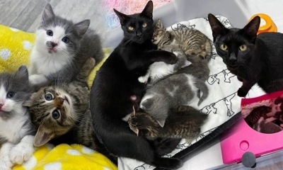 Ấm lòng: Mèo mẹ Luna tri ân người đã giải cứu mình và những đứa con bị bỏ rơi