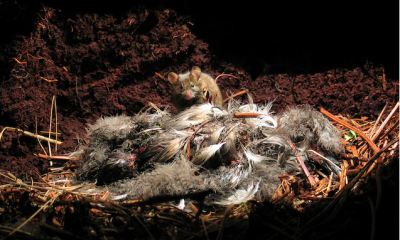 Bị bỏ lại trên đảo hoang 200 năm, chuột nhà bỗng hóa động vật 'khát máu'