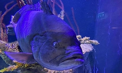 Cá mú Mikko phàm ăn bị trầm cảm sau khi ăn hết bạn bè trong bể ở thủy cung Sea Life Helsinki, Phần Lan