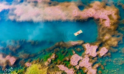 Hồ tảo hồng ở Lâm Đồng đẹp tựa xứ sở thần, đã đến là không muốn về