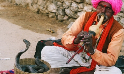 Sự thật bất ngờ đằng sau màn ảo thuật thổi kèn điều khiển rắn hổ mang đầy mê hoặc ở Ấn Độ