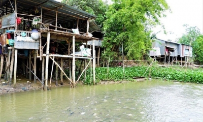 Kỳ lạ đàn cá tra ăn chay, hiểu tiếng người di cư đến 'nương nhờ' nhà dân ở An Giang