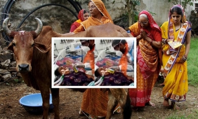 Hoang mang clip bệnh nhân COVID-19 ở Ấn Độ bị ép uống nước tiểu bò để chữa bệnh