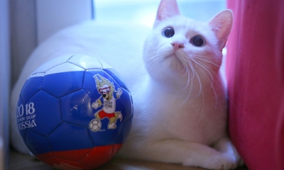 Vì sao mèo lông trắng Achilles được chọn làm 'nhà tiên tri' EURO 2020?