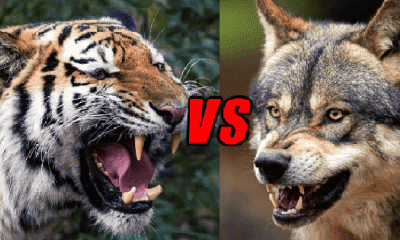 Chó sói có thật sự là thiên địch của loài hổ trong môi trường hoang dã không?