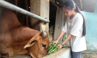Nữ sinh mồ côi cha mẹ vượt nghịch cảnh tới trường và ước mơ trở thành sinh viên ĐH Ngoại thương