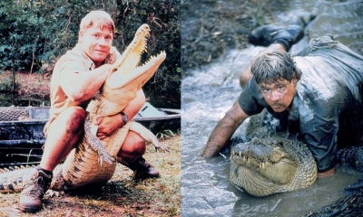 Hé lộ sự thật về cái chết nghiệt ngã của 'thợ săn cá sấu' Steve Irwin- người từng bế con 'chơi đùa' với quái thú đầm lầy