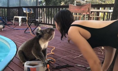 Chú gấu koala phi hẳn vào nhà đòi vuốt ve vì không chịu nổi cô đơn