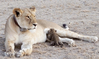 Góc đáng yêu: Sư tử cưu mang, chăm sóc báo hoa mai con như con đẻ