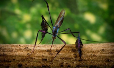 Sở hữu vẻ ngoài xinh đẹp hiếm có, muỗi Sabethes cyaneus lại là nỗi khiếp sợ của người dân bản địa
