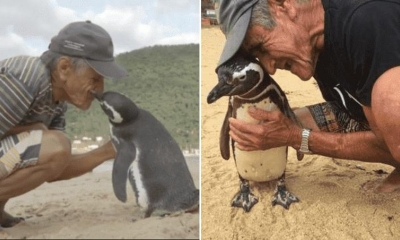 Cổ tích giữa đời thường: Chú chim cánh cụt bay 8000km mỗi năm để trở về thăm ân nhân