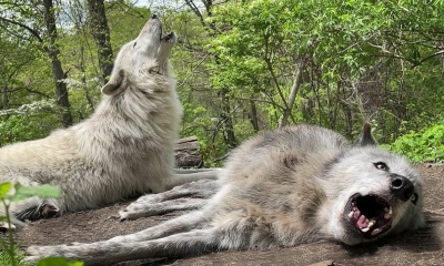 Bậc thầy lười biếng: Chó sói mê ngủ đến nỗi không thèm dậy để 'hú'