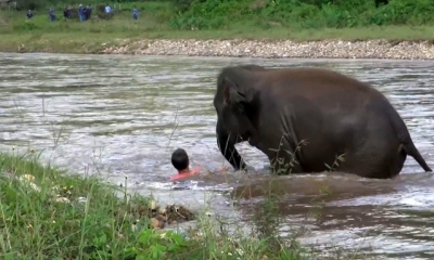 Con voi tốt bụng phi thẳng xuống sông cứu người đuối nước