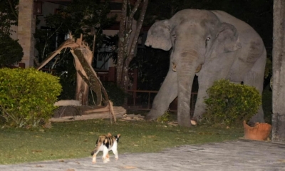 Tự tiện vào nhà không xin phép, voi khổng lồ bị mèo mướp 'dọa' cho bỏ chạy