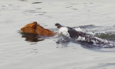 Sư tử suýt trở thành bữa ăn của cá sấu khi đơn độc bơi qua sông