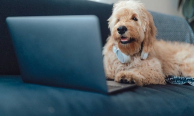 Chiếc smartphone kỳ lạ giúp cún cưng có thể tự gọi video call bằng cách lắc bóng