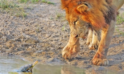 Phì cười cảnh chú rùa tí hon dọa đuổi sư tử khi dám uống nước tại “nhà” mình