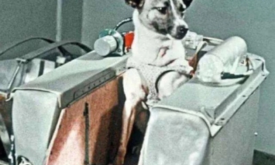 Chú chó đầu tiên bay vào vũ trụ: Mở đường sứ mệnh không gian cho con người