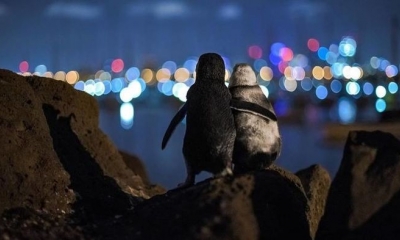 Tan chảy trước hình ảnh hai chú chim cánh cụt 'tình củm' tựa đầu vào nhau ngắm sao đêm