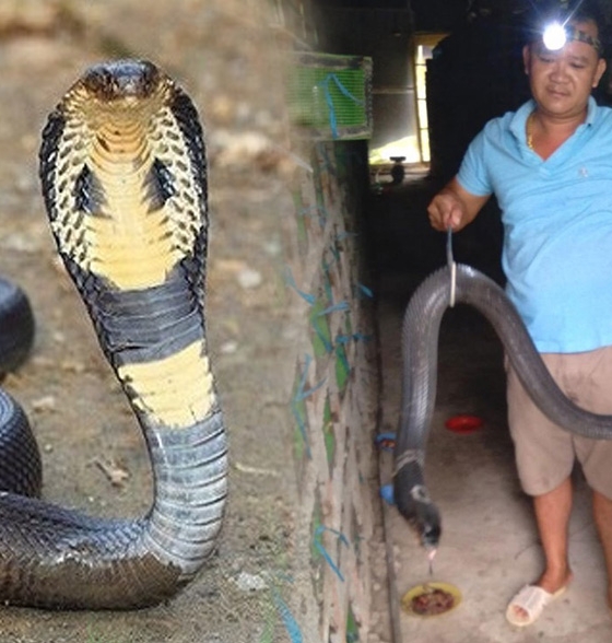Thử nghiệm nuôi rắn hổ mang, 8x Sóc Trăng đút túi tiền tỷ mỗi năm