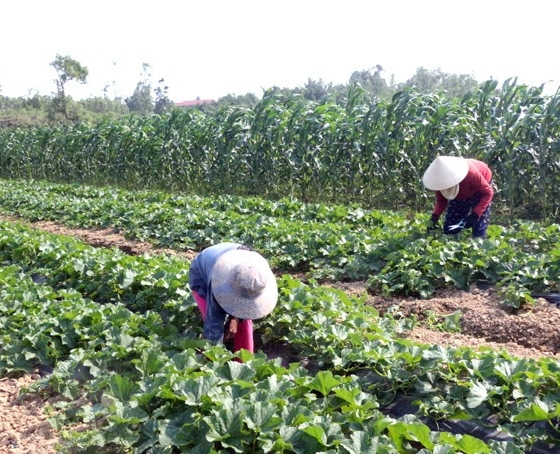 Cầm tiền tỷ trong tay chỉ sau 1 đêm, lão nông không ngờ mình có thể làm giàu nhờ sốt đất
