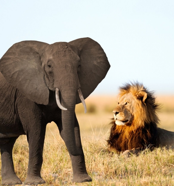 Cuộc hội thoại giữa sư tử và voi – Câu chuyện đáng suy ngẫm!
