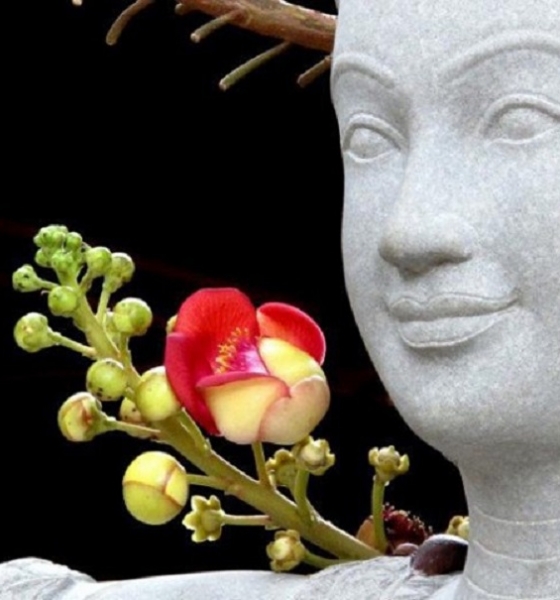 Ý nghĩa của những loài hoa liên quan đến nhà Phật