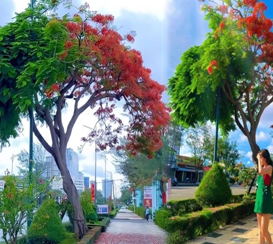 Cây phượng 'ngang ngược' ở Vũng Tàu thế mà người dân gọi là 'uyên ương hợp nhất': Nhìn ảnh lại tưởng sản phẩm của photoshop