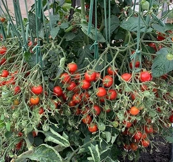 Cây cà chua 'mắn đẻ' nhất thế giới, oằn mình gánh 1.269 trái lúc lỉu trên thân