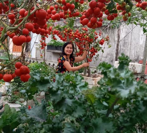 Xiêu lòng với vườn cà chua bạch tuộc đỏ rực trên tầng thượng tại Đồ Sơn