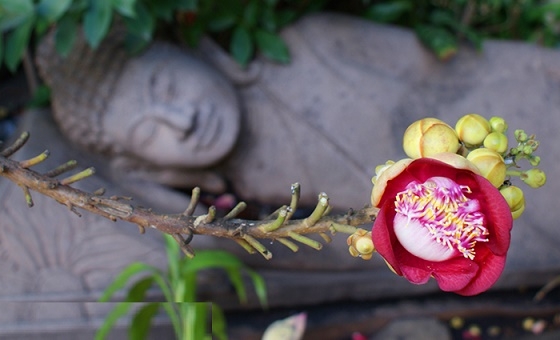 Cây Sala là cây gì và có ý nghĩa gì đối với Phật giáo?