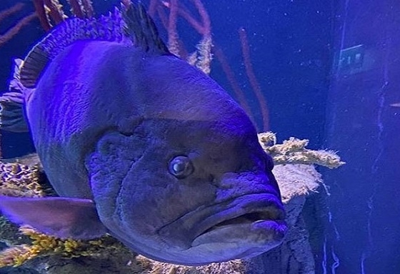 Cá mú Mikko phàm ăn bị trầm cảm sau khi ăn hết bạn bè trong bể ở thủy cung Sea Life Helsinki, Phần Lan