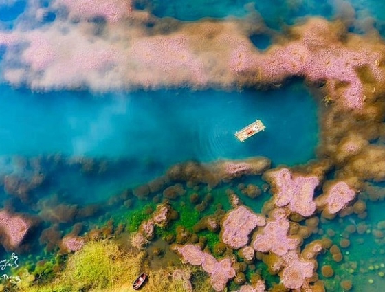 Hồ tảo hồng ở Lâm Đồng đẹp tựa xứ sở thần, đã đến là không muốn về