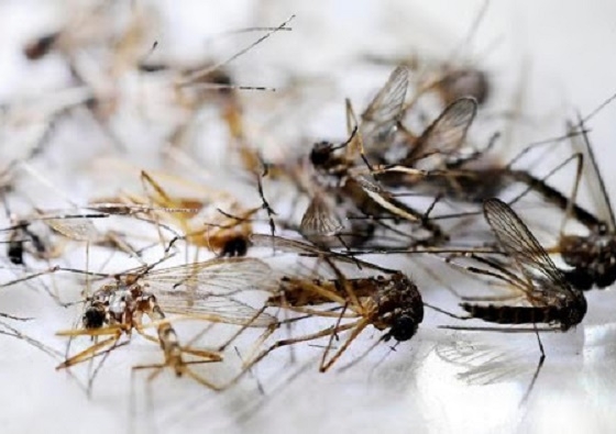 Ngôi làng ở Philippines đổi gạo lấy muỗi chết