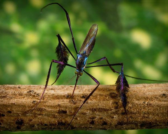 Sở hữu vẻ ngoài xinh đẹp hiếm có, muỗi Sabethes cyaneus lại là nỗi khiếp sợ của người dân bản địa