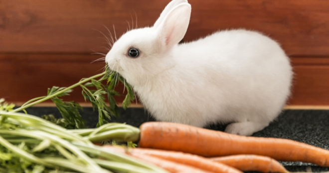 Read more about the article “Thỏ và cà rốt” – Câu chuyện là bài học lớn dành cho các nhà lãnh đạo