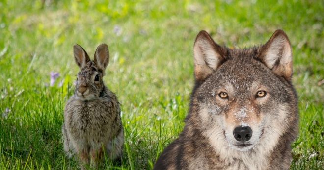 Read more about the article Thỏ làm sao ăn thịt được sói? – Bài học dành cho người không muốn sống đời tầm thường