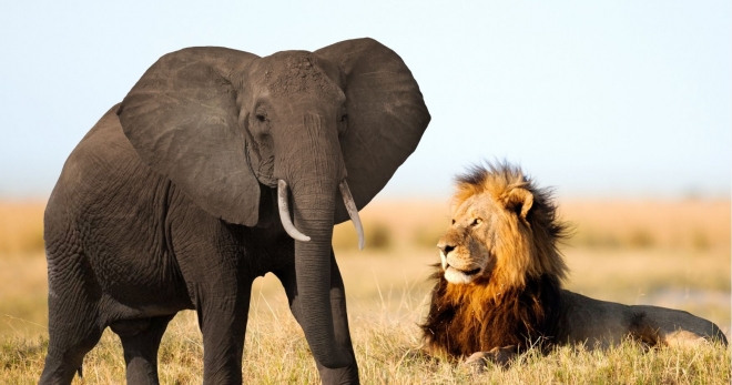 Read more about the article Cuộc hội thoại giữa sư tử và voi – Câu chuyện đáng suy ngẫm!