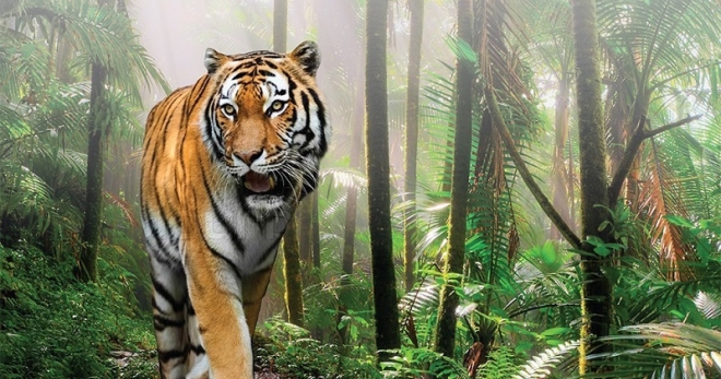 Read more about the article Cổ nhân nói: “Không sợ núi có hổ, chỉ lo hổ xuống núi”, có nghĩa là gì?