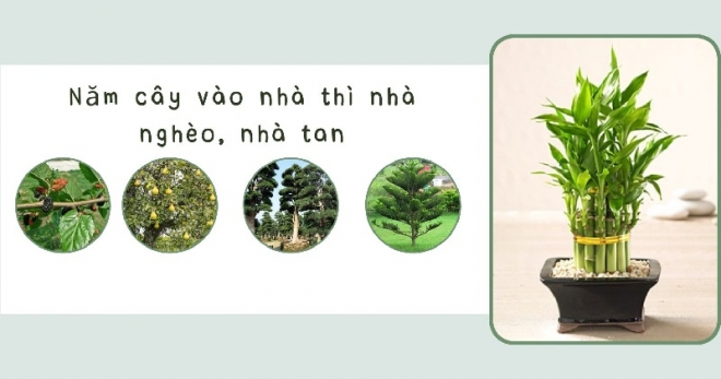 Read more about the article Cổ nhân nói: “Năm cây vào nhà thì nhà nghèo”, đó là 5 cây gì?