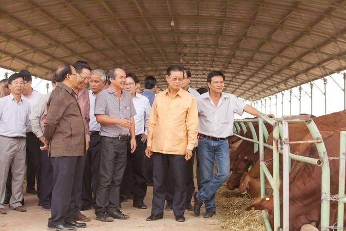 Bầu Đức tung hàng độc, sắp bán bò Lào đặc sản ra thị trường