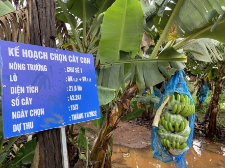 Hoàng Anh Gia Lai sẽ “rót” hơn 1.300 tỷ đồng vào dự án phát triển cây ăn quả kết hợp chăn nuôi heo tại Gia Lai