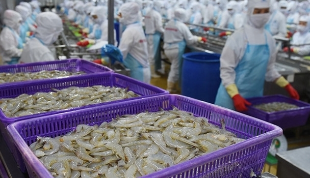 Thủy sản Minh Phú (MPC) đạt doanh thu hơn 11.000 tỷ sau 7 tháng