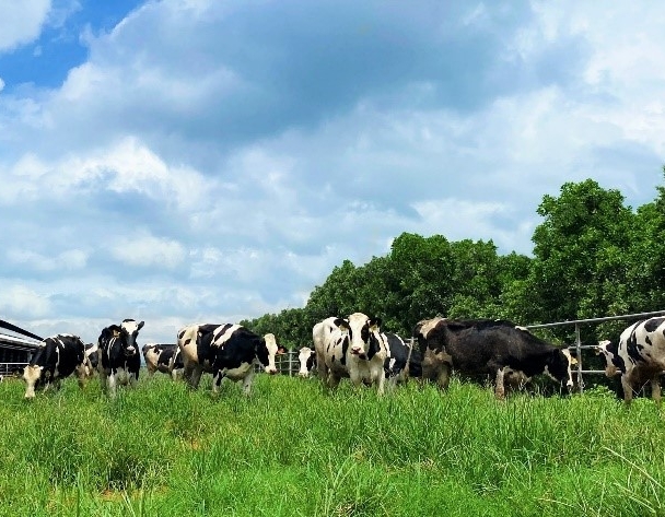 Vinamilk tăng cường đàn bò sữa cho các Green Farm với hơn 1.500 bò sữa nhập từ Mỹ
