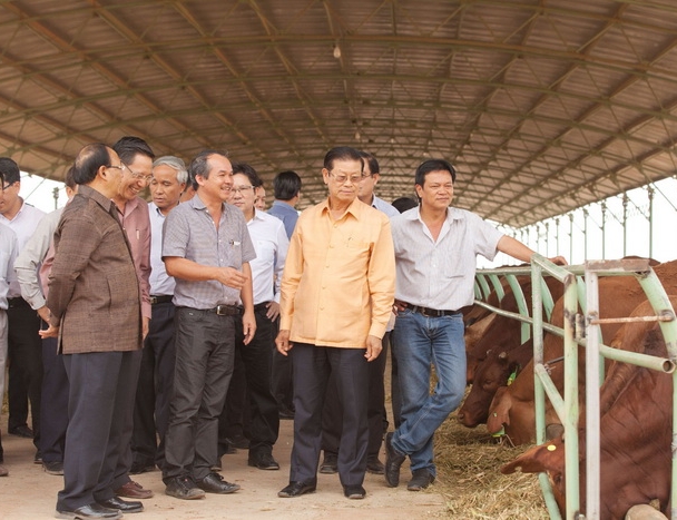 Bầu Đức tung hàng độc, sắp bán bò Lào đặc sản ra thị trường